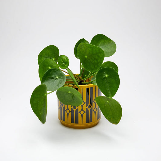 Magpie X Hornsea Plant Pot - Chartreuse Medium